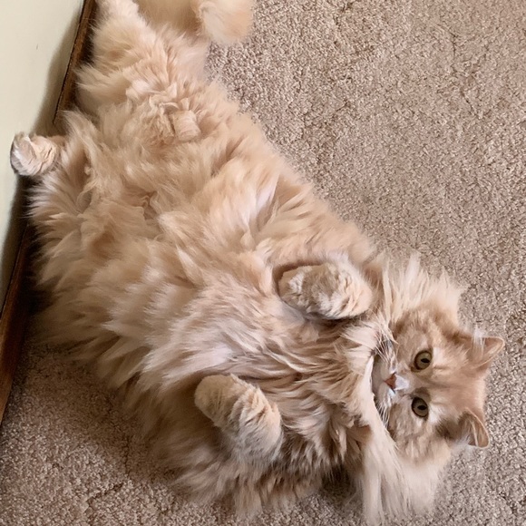 Meet your Posher, Danielle - Picture 6 of 8